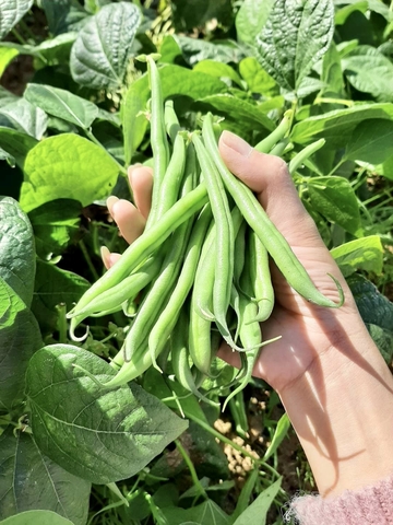 Đậu cove (500g - 1Kg)