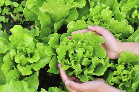 Xà lách (500g - 1Kg)