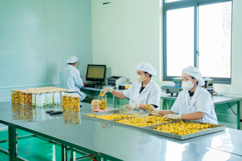 Khám phá mô hình trà trồng trà hoa vàng tối ưu hoá lợi ích