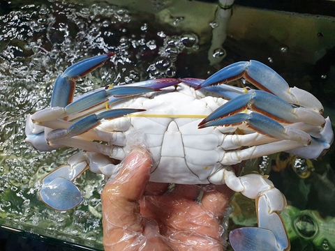 Ăn ghẹ lâu nay, bạn đã biết cách lột thịt ghẹ đúng cách hay chưa?