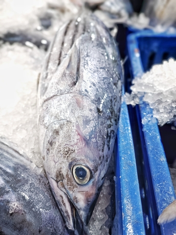 Cá Ngừ Sọc Dưa