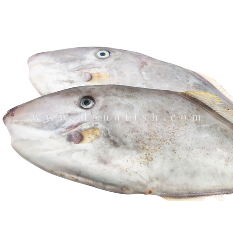 Cá Bò Giấy