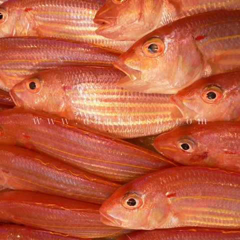 Cá Phèn Đổng