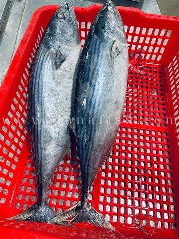 Cá Ngừ Thu