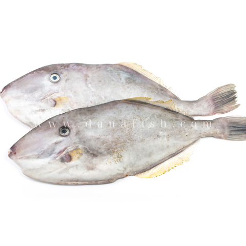 Cá Bò Giấy
