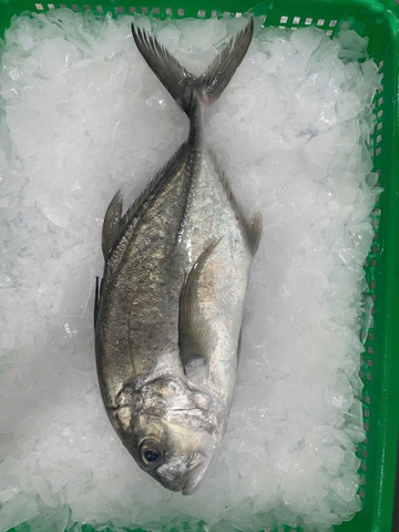 Cá Khế