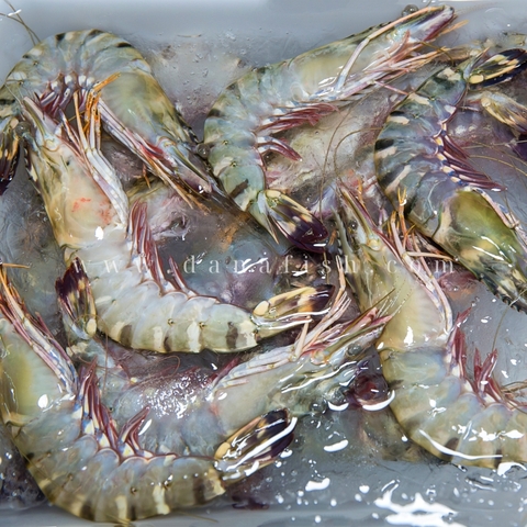 Tôm Sú