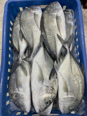 Cá Khế