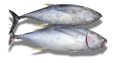 Cá ngừ đại dương