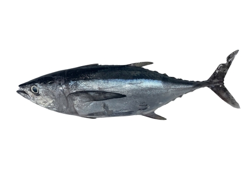 Cá ngừ bò