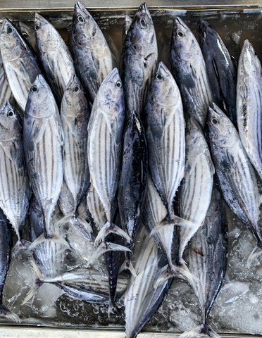 Cá Ngừ Sọc Dưa