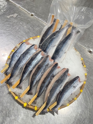 Cá chuồn xiên que