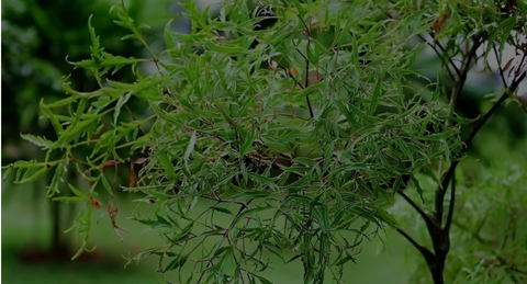 Top 5+ công dụng bất ngờ của trà đinh lăng đối với sức khỏe