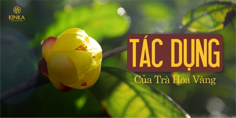 Tác dụng của trà hoa vàng và cách sử dụng đúng, hiệu quả