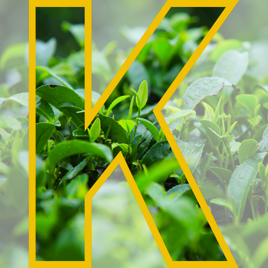 KINKA - TINH HOA TRÀ HOA VÀNG