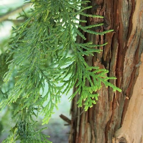 HINOKI