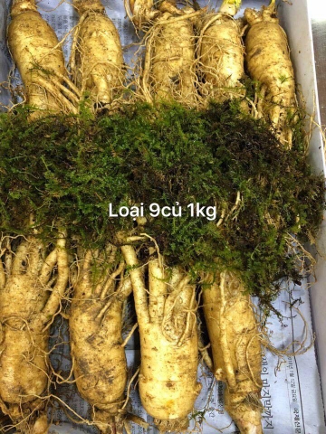 NHÂN SÂM TƯƠI LOẠI 9 CỦ/1KG