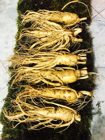 NHÂN SÂM TƯƠI LOẠI 6 CỦ/1KG