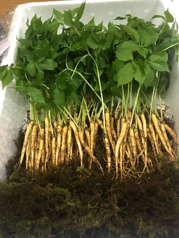 CÂY MẦM NHÂN SÂM TƯƠI HỘP 50 CÂY