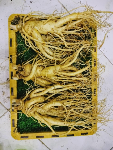 NHÂN SÂM TƯƠI LOẠI 3 CỦ/1KG