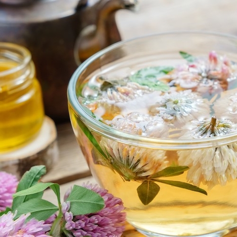 Chiết xuất cỏ ba lá đỏ cải thiện chức năng sinh sản ở phụ nữ