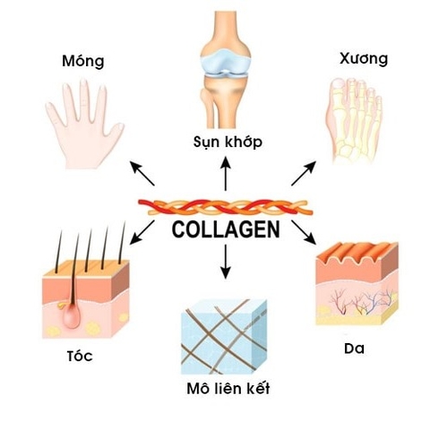 Tìm hiểu tác dụng dưỡng môi và làm trẻ hóa môi của Collagen