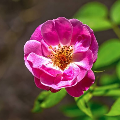 Chiết xuất hoa hồng Pháp - Rosa Gallica Extract