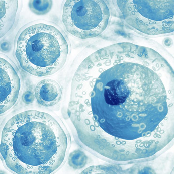 Tế bào gốc và vai trò của nó!