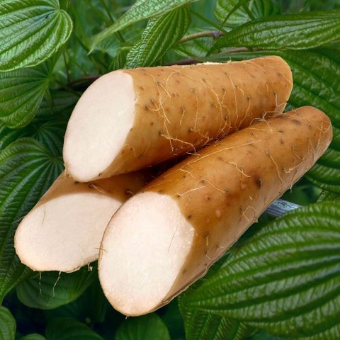 Tăng cường sức khỏe sinh sản phụ nữ nhờ Yam villosa (Wild Yam)