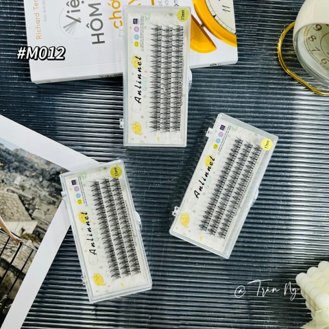 Mi chùm trụ so le Thái