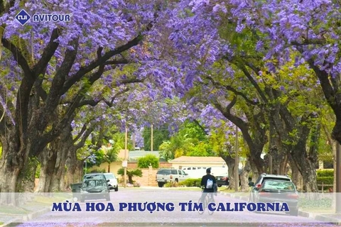 Check-in mùa hoa phượng tím California với những tọa độ cực đẹp