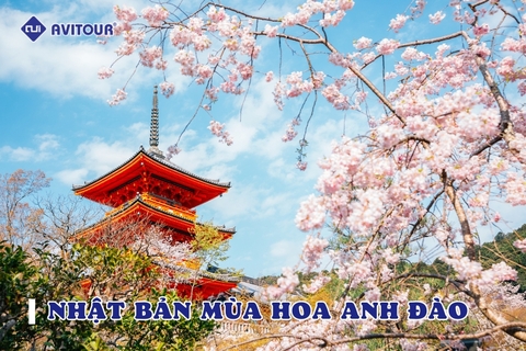 Du lịch nhật bản mùa hoa anh đào - Lạc vào xứ sở thần tiên