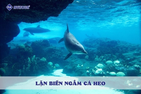 Lặn biển ngắm cá heo ở Lovina: Trải nghiệm có một không hai giữa đại dương xanh