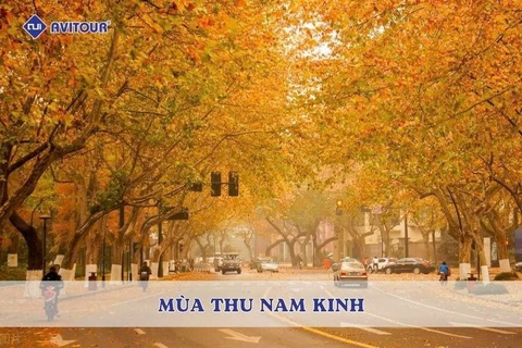 Mùa thu Nam Kinh: Bản tình ca lá đỏ giữa cố đô Trung Hoa