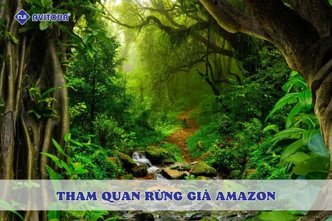 Tham quan rừng già Amazon: Hệ sinh thái kỳ bí nhất thế giới