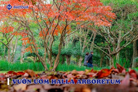 Vườn Ươm Halla Arboretum: Thiên Đường Của Những Loài Cây Tại Jeju