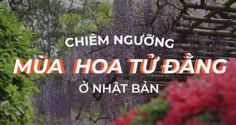 Tour Lễ 30/4 & 1/5 | Du lịch Nhật Bản ngắm hoa Tử Đằng Tháng 4 - Bay Vietnamairlines