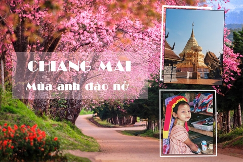 Tour Chiang Mai - Chiang Rai Thái Lan (5 Ngày 4 Đêm) - Ngắm Hoa Anh Đào 2023