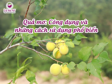 Quả mơ: Công dụng và những cách sử dụng phổ biến