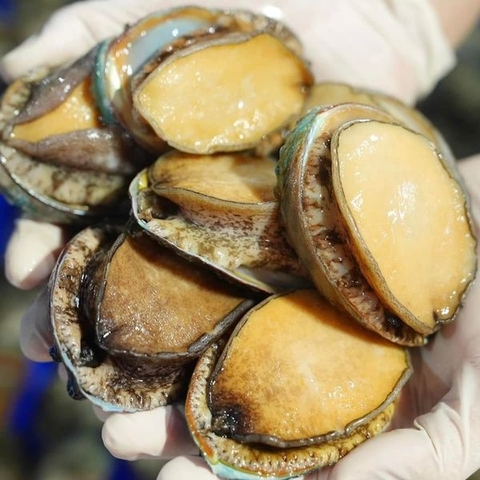 Rồi giờ không ăn bào ngư thì lúc nào ăn nữa hở chị em?