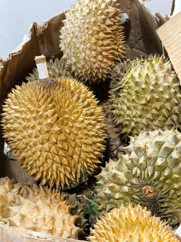 Sầu riêng Thái Tami