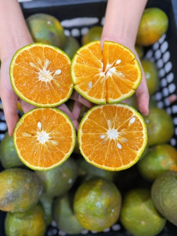 Cam Hữu Cơ Hai Đông ( Cồ)