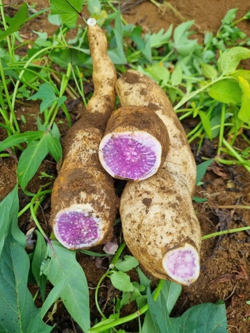Khoai Lang Tím Úc Hữu Cơ