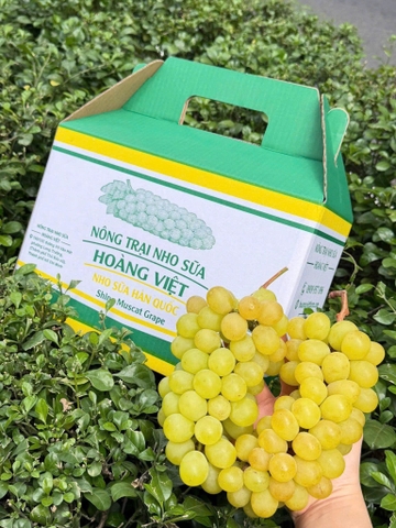 NHO SỮA SHINE MUSCAT HOÀNG VIỆT 2,5kg - Thùng