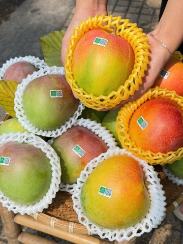 Xoài ÚC Sx Hữu Cơ