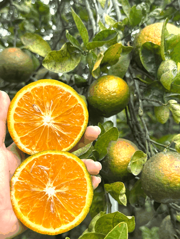 Cam sành hữu cơ Hiếu Liêm Loại 1