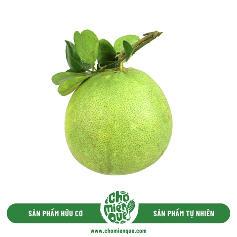 Bưởi da xanh lão hữu cơ