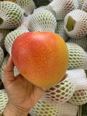 Xoài ÚC Sx Hữu Cơ