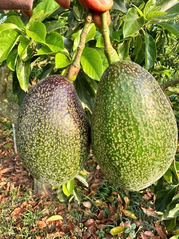 TPO - Bơ Kim Cương Đen