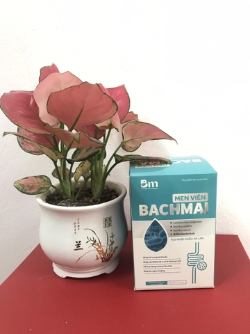 Men Viên Bạch Mai – Hỗ Trợ Tiêu Hóa, Cải Thiện Rối Loạn Tiêu Hóa